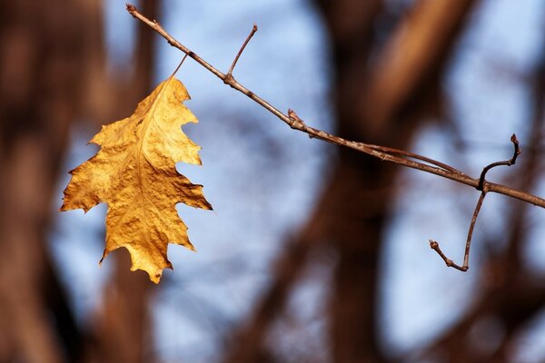 Autumn nature fascinates with its beauty