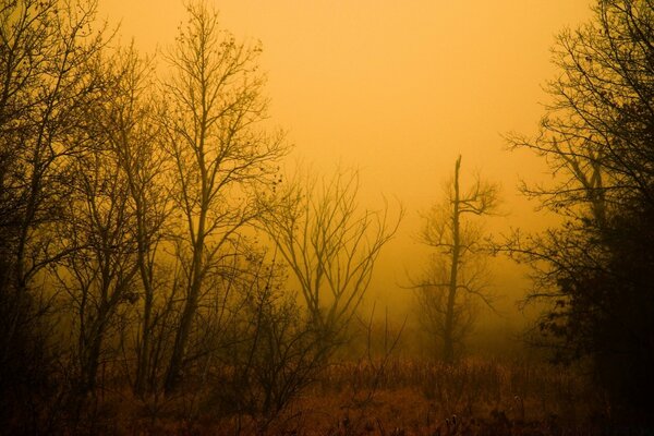 Misty dawn, trees in the middle