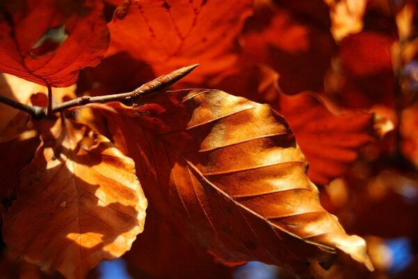 Foglie in autunno durante il giorno