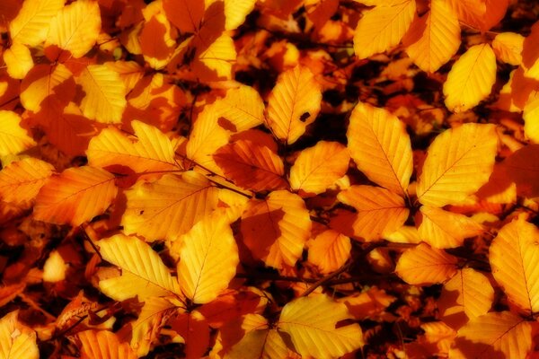 Warm autumn leaves on the floor