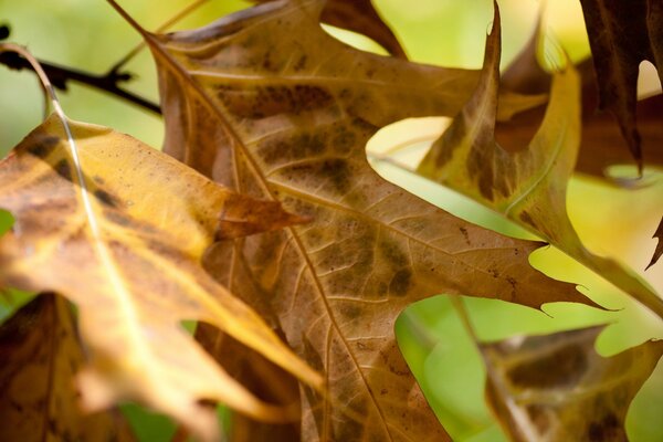 La naturaleza agrada en otoño con sus colores