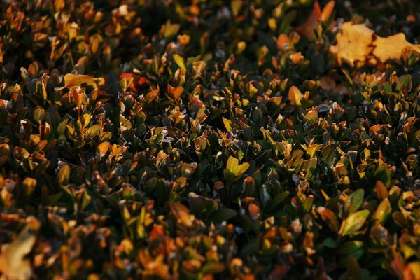 Blurred autumn leaves on the screensaver