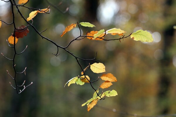 Nature in autumn. Trees and leaves