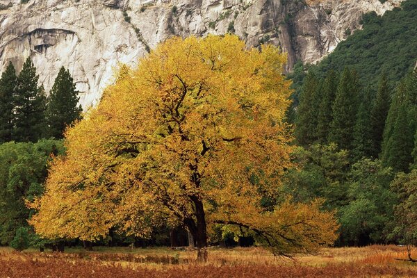 Meseta de montaña en el período de otoño