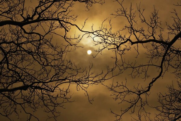 The sunset is visible through the bare branches of the trees