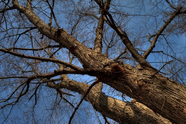 Meraviglioso paesaggio con albero e antico