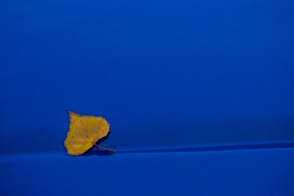 Blue wallpaper with autumn leaf