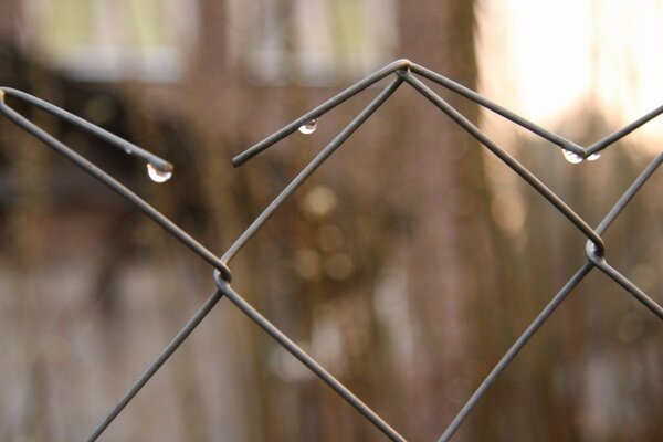 Raindrops on a chain-link net. Autumn mood