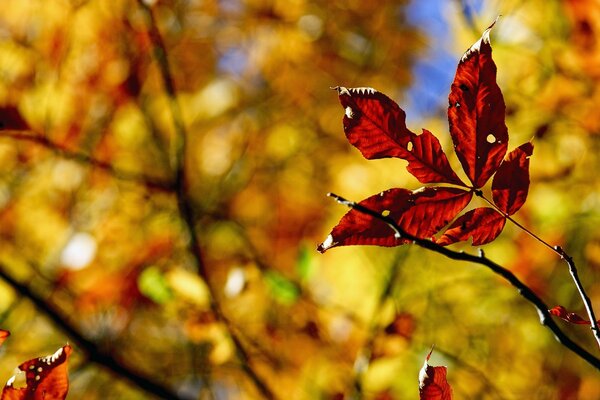 Herbstlaub auf verschwommenem Hintergrund