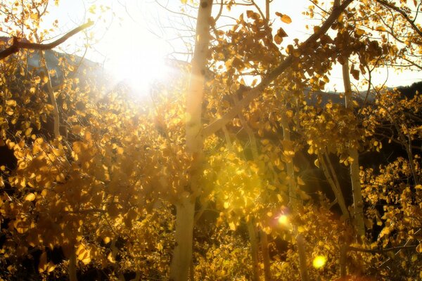 Lumière du soleil à travers le prisme du feuillage d automne