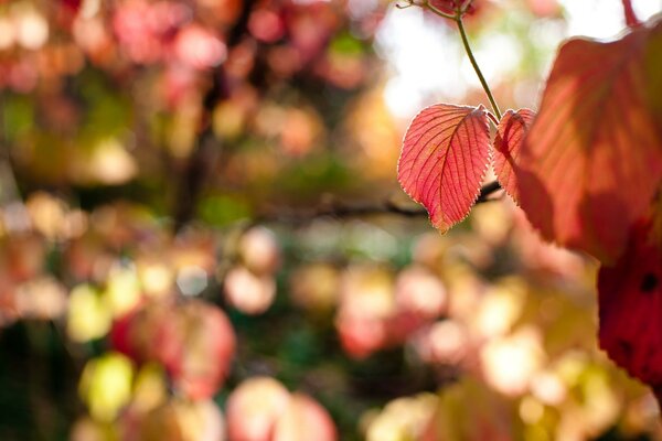 Herbstliche Natur. Herbstblatt