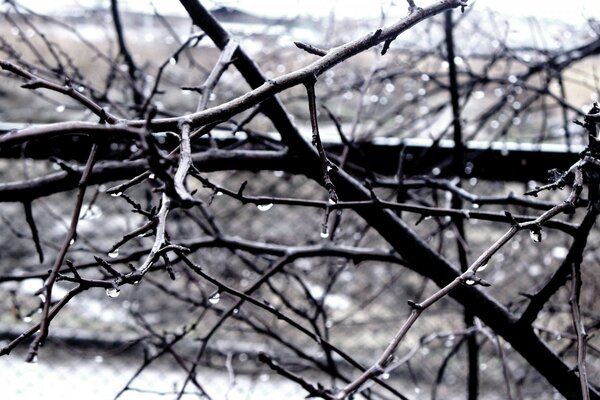 A tree in winter in nature