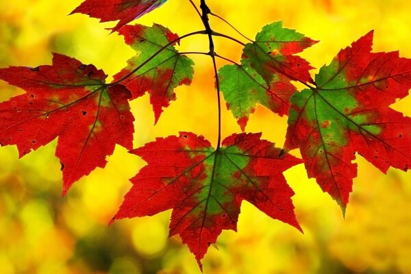 Maple leaf as a symbol of good luck