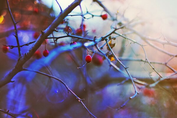 Beeren im Herbst im Busch