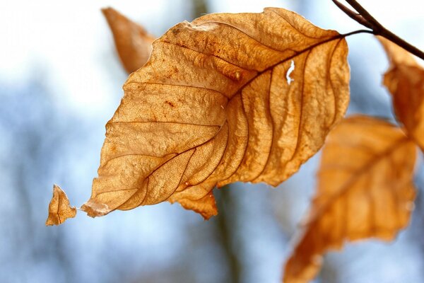 Folhas secas de outono, natureza