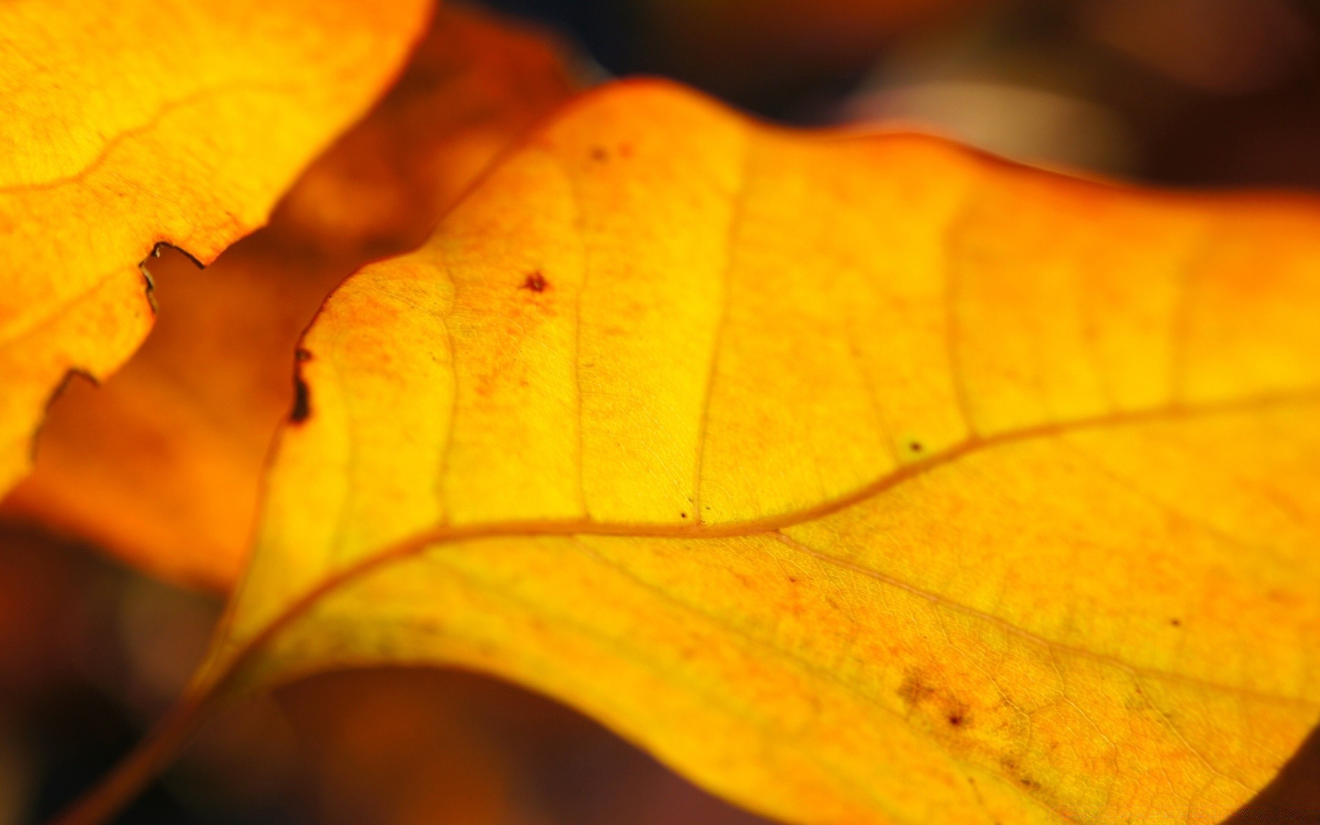 automne feuille automne flore nature érable couleur veines bois lumineux saison texture or lumière croissance bureau bois lumineux changement à l extérieur