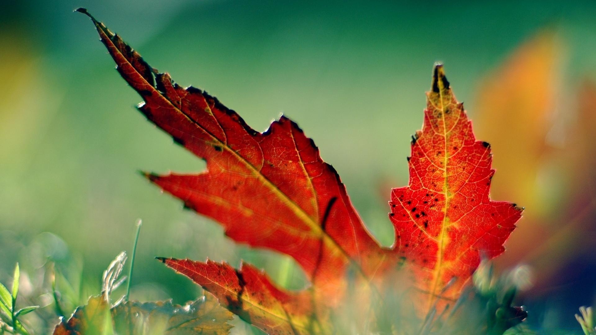 otoño hoja otoño naturaleza arce brillante color al aire libre flora temporada árbol buen tiempo sol primer plano madera luz