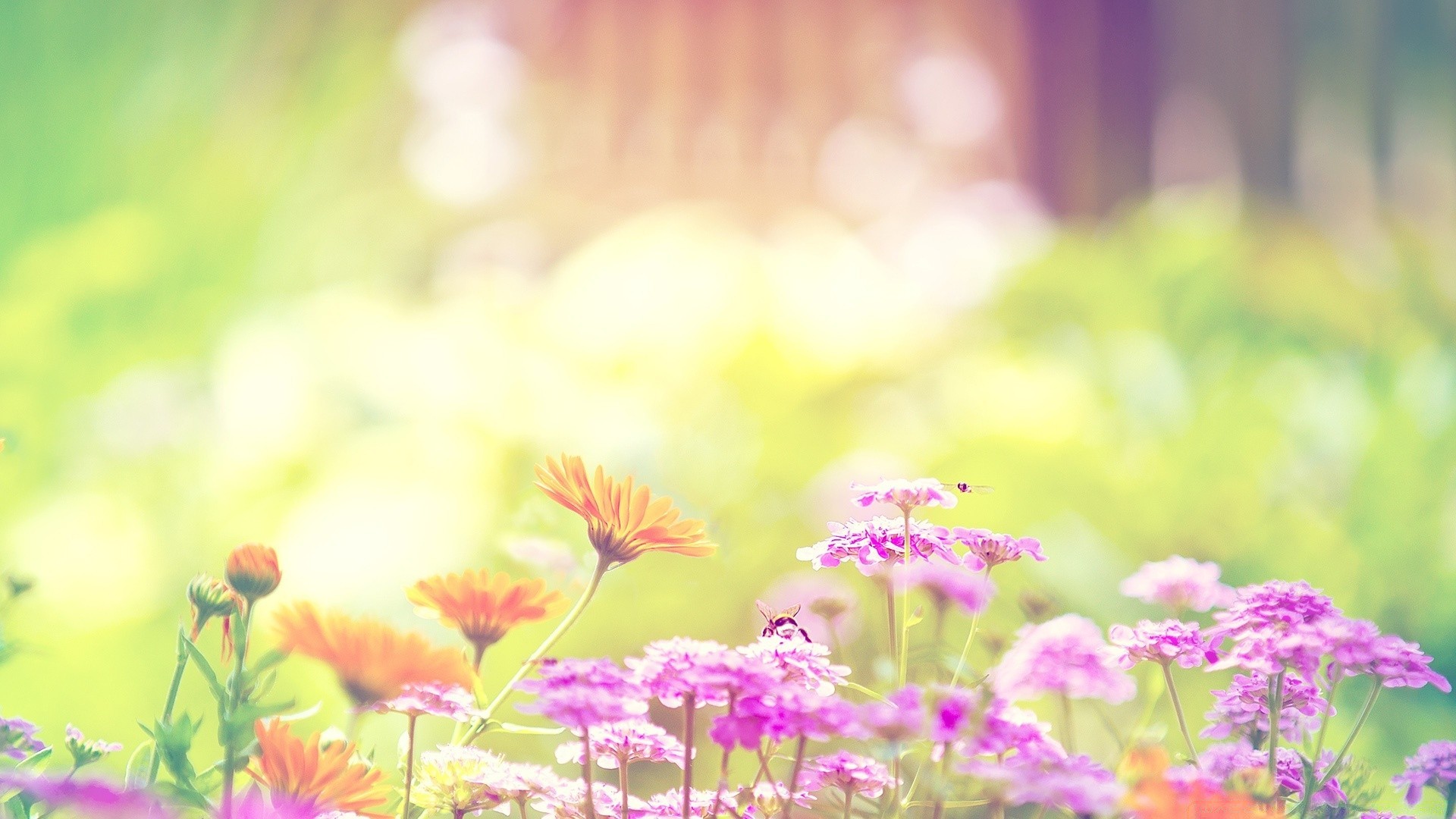 spring flower summer nature flora field garden hayfield floral grass sun fair weather bright petal leaf growth season color sunny park rural