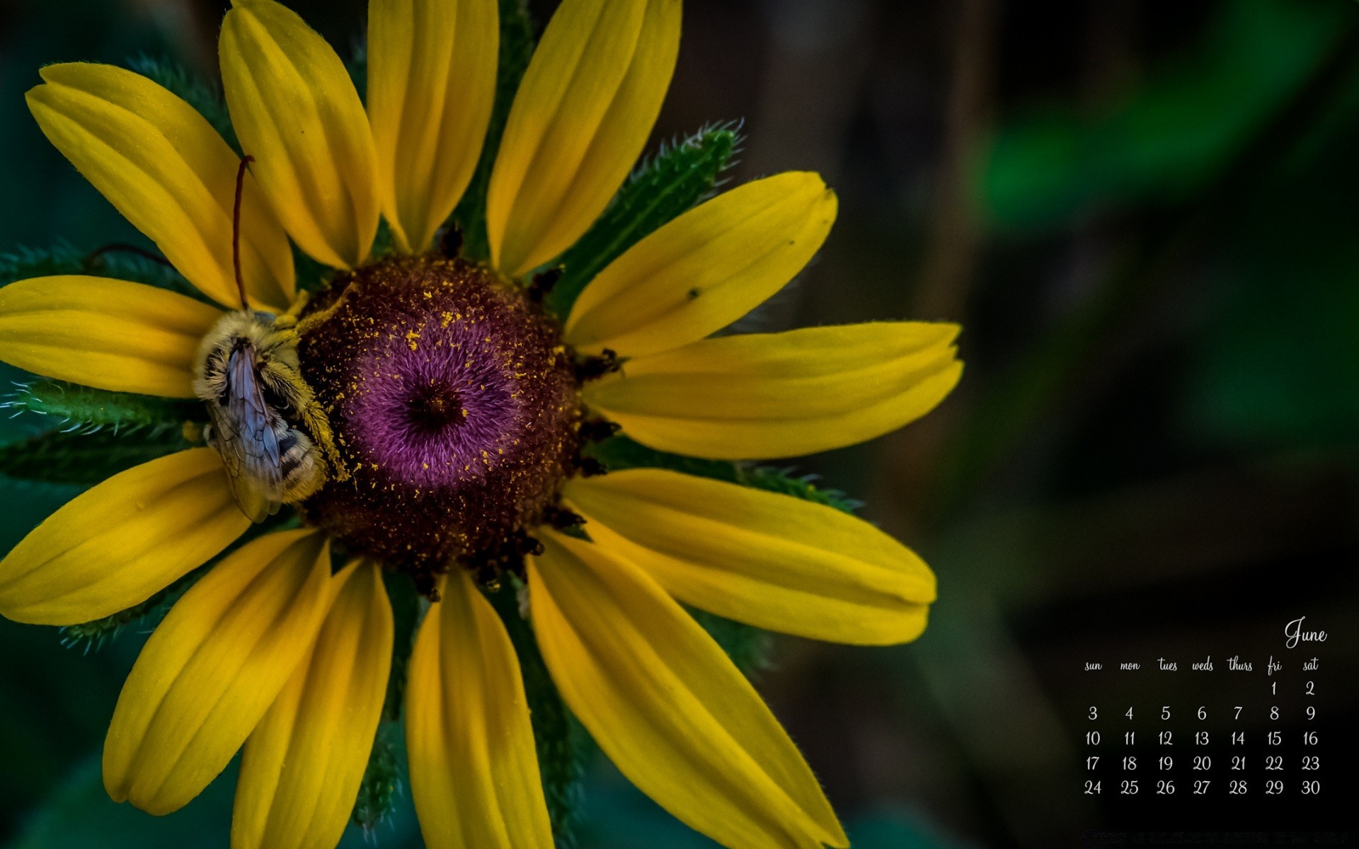 new year nature flora flower summer bright garden leaf beautiful outdoors growth color petal floral blooming close-up