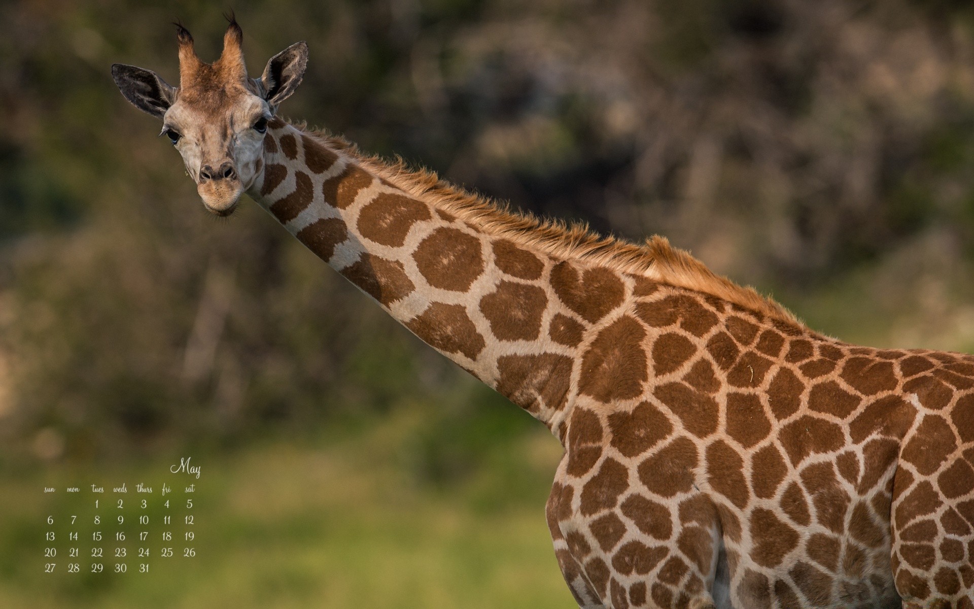 neujahr tierwelt natur säugetier giraffe wild safari tier hals im freien savanne lange park pflanzenfresser gras porträt erhaltung