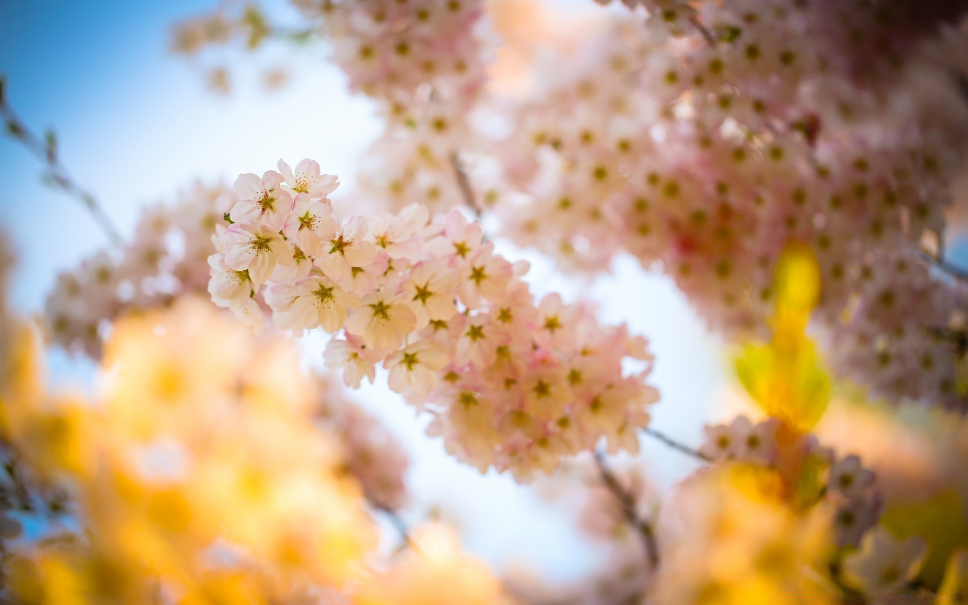 printemps fleur nature flore cerise saison branche arbre lumineux floral couleur bluming feuille jardin gros plan été belle pétale croissance à l extérieur