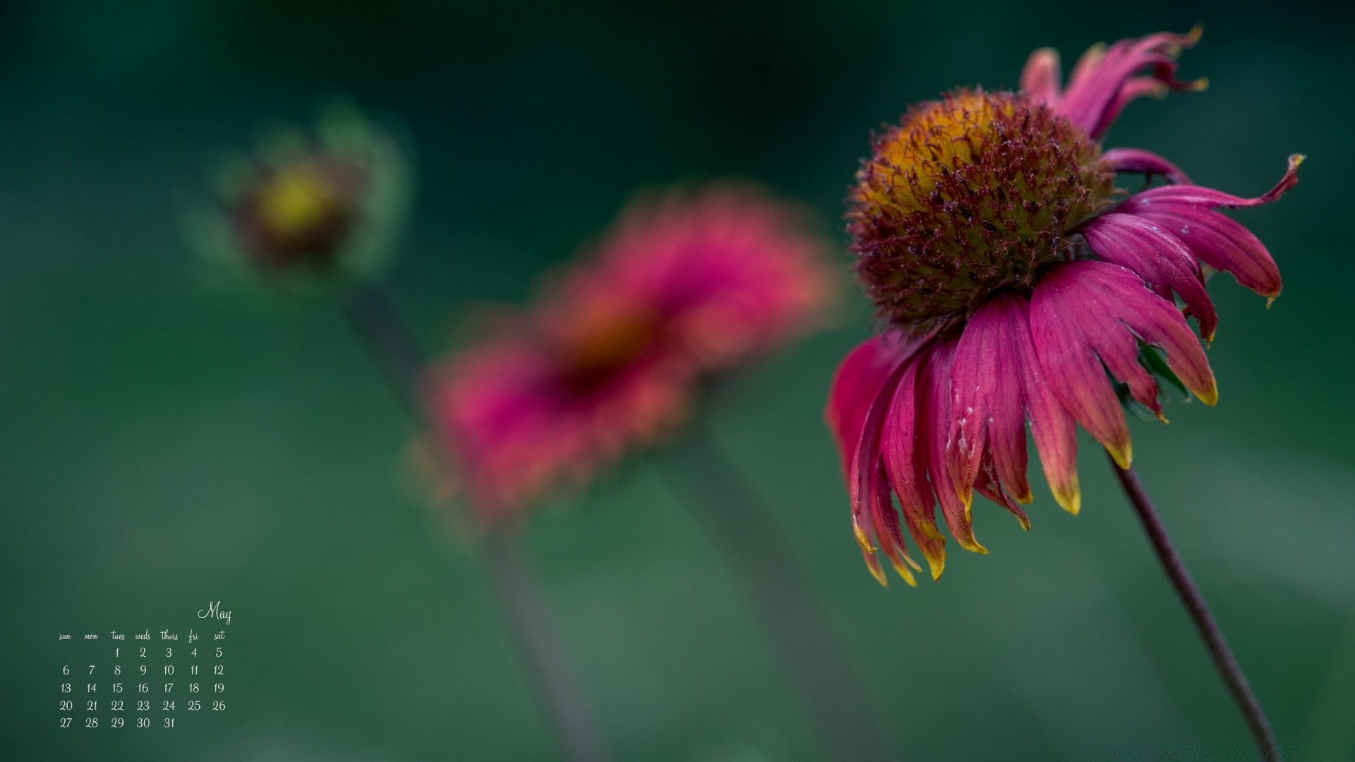 neujahr natur blume flora sommer im freien blatt garten wachstum blütenblatt hell schließen pollen