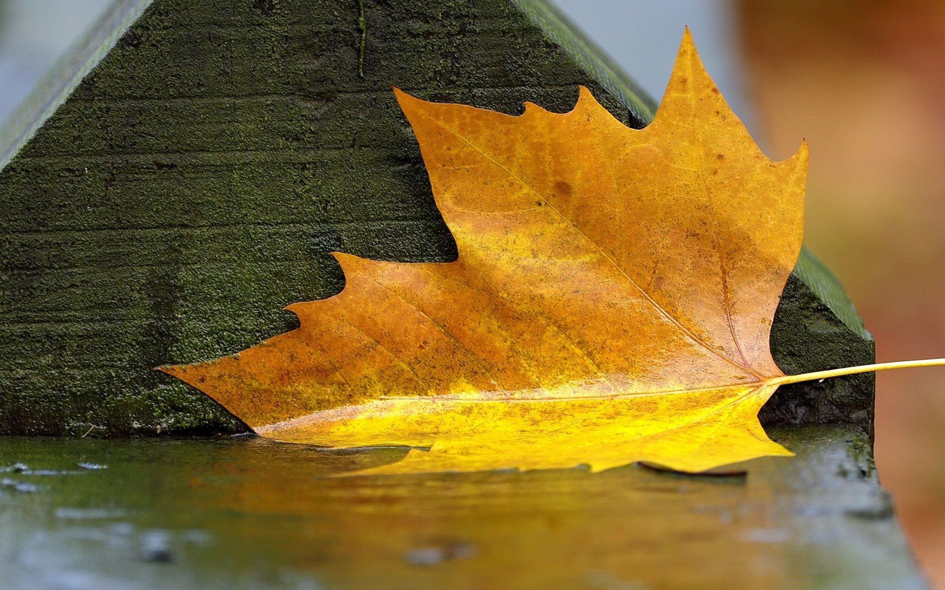 otoño otoño arce hoja madera naturaleza madera color escritorio brillante al aire libre oro temporada textura cambio flora agua luz brillante