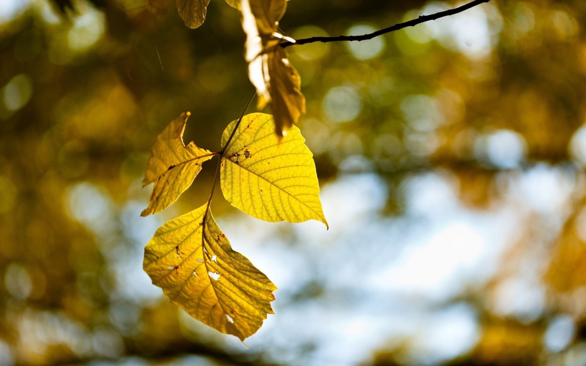 autumn leaf fall nature tree wood season branch outdoors bright fair weather flora park maple light color sun environment growth gold