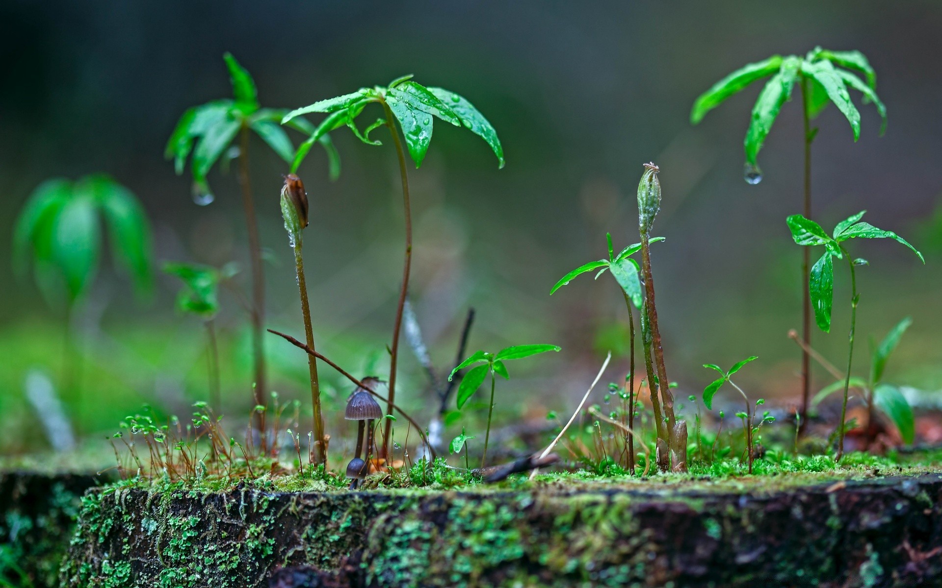 printemps feuille flore nature croissance environnement jardin herbe bois à l extérieur sol été saison écologie cosse