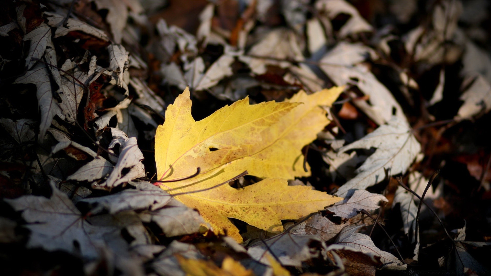 otoño otoño hoja arce naturaleza cambio madera medio ambiente árbol tierra temporada al aire libre flora color seco textura brillante escritorio luz