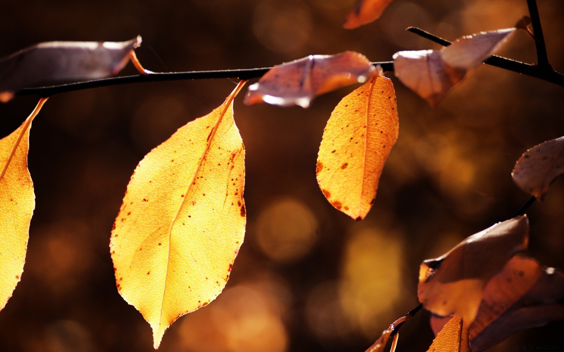 autumn fall leaf tree outdoors nature blur light maple wood flora color branch park