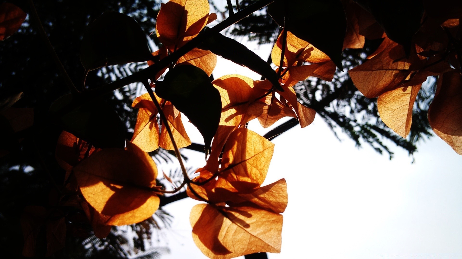 autumn tree fall leaf outdoors light