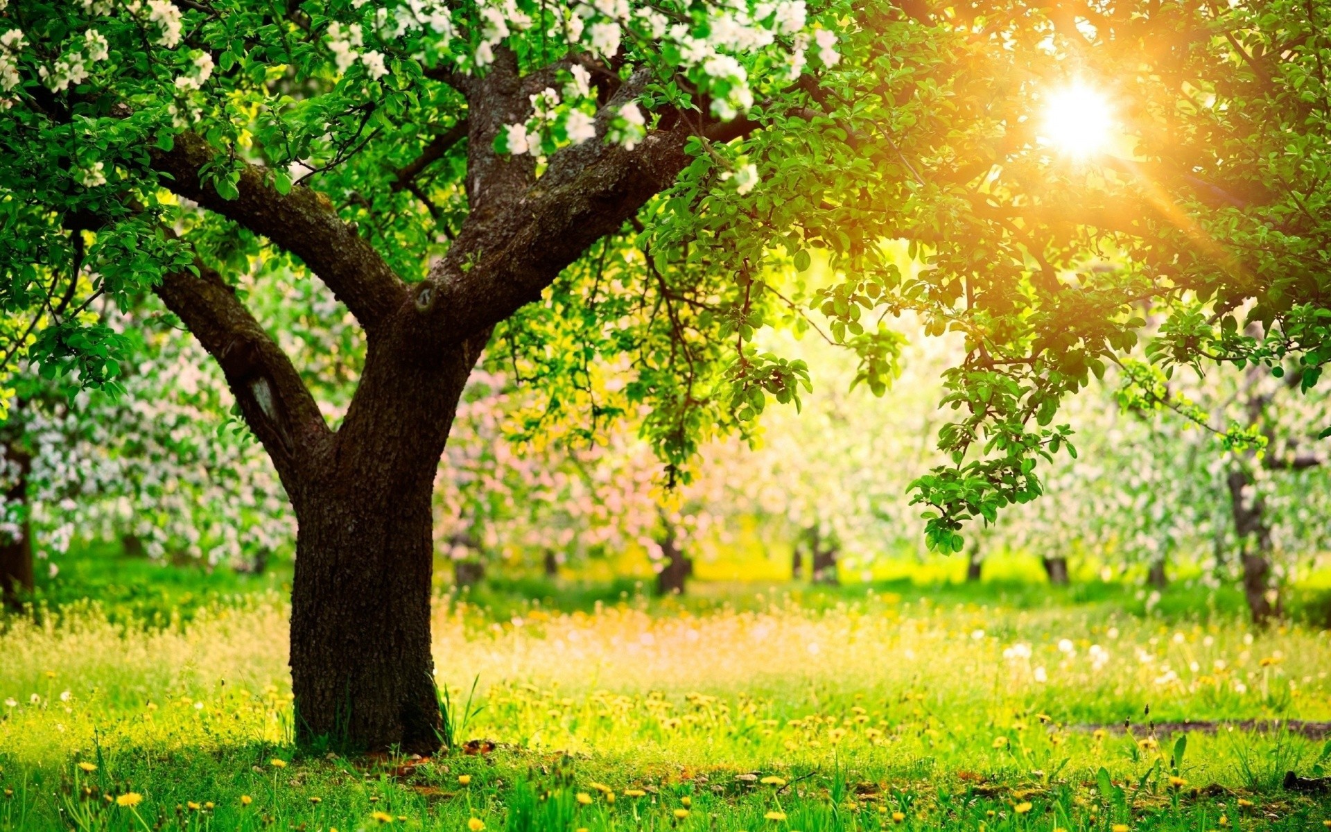 spring tree landscape nature grass season growth leaf rural sun garden summer park branch countryside fair weather flora flower outdoors bright environment