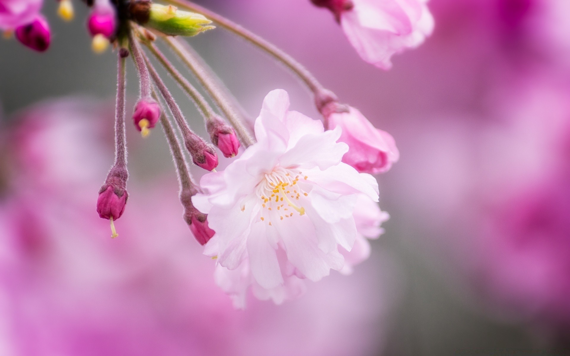 primavera fiore natura flora giardino fioritura petalo estate floreale foglia ciliegia stagione luminoso ramo colore albero bella sfocatura amico delicato