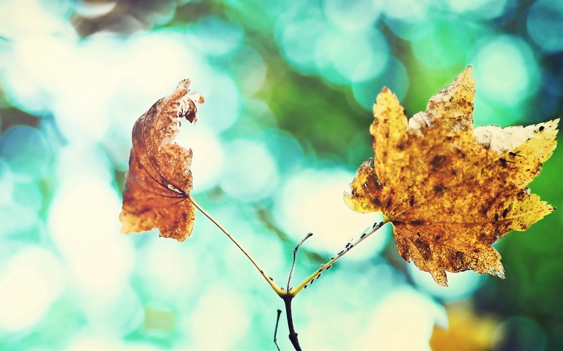 herbst natur unschärfe wasser im freien sommer desktop farbe hell sonne tropisch