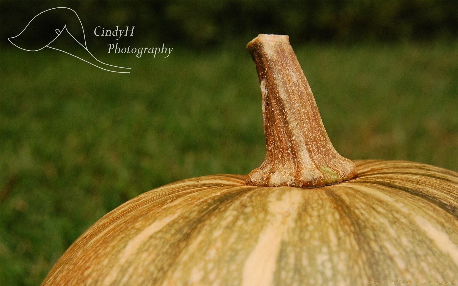 autumn nature outdoors fall pasture food grass