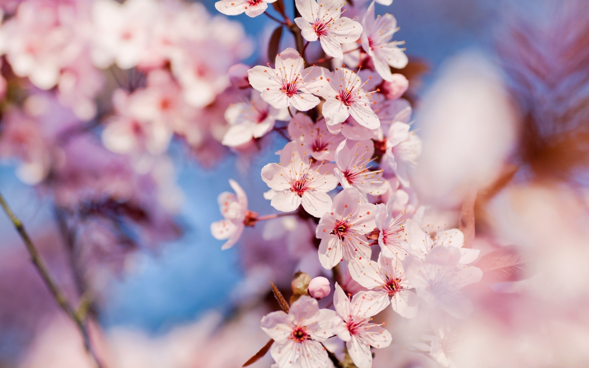 wiosna kwiat natura flora wiśnia oddział sezon ogród drzewo płatek bluming kwiatowy wzrost liści zbliżenie jasny kolor lato wiosna piękne