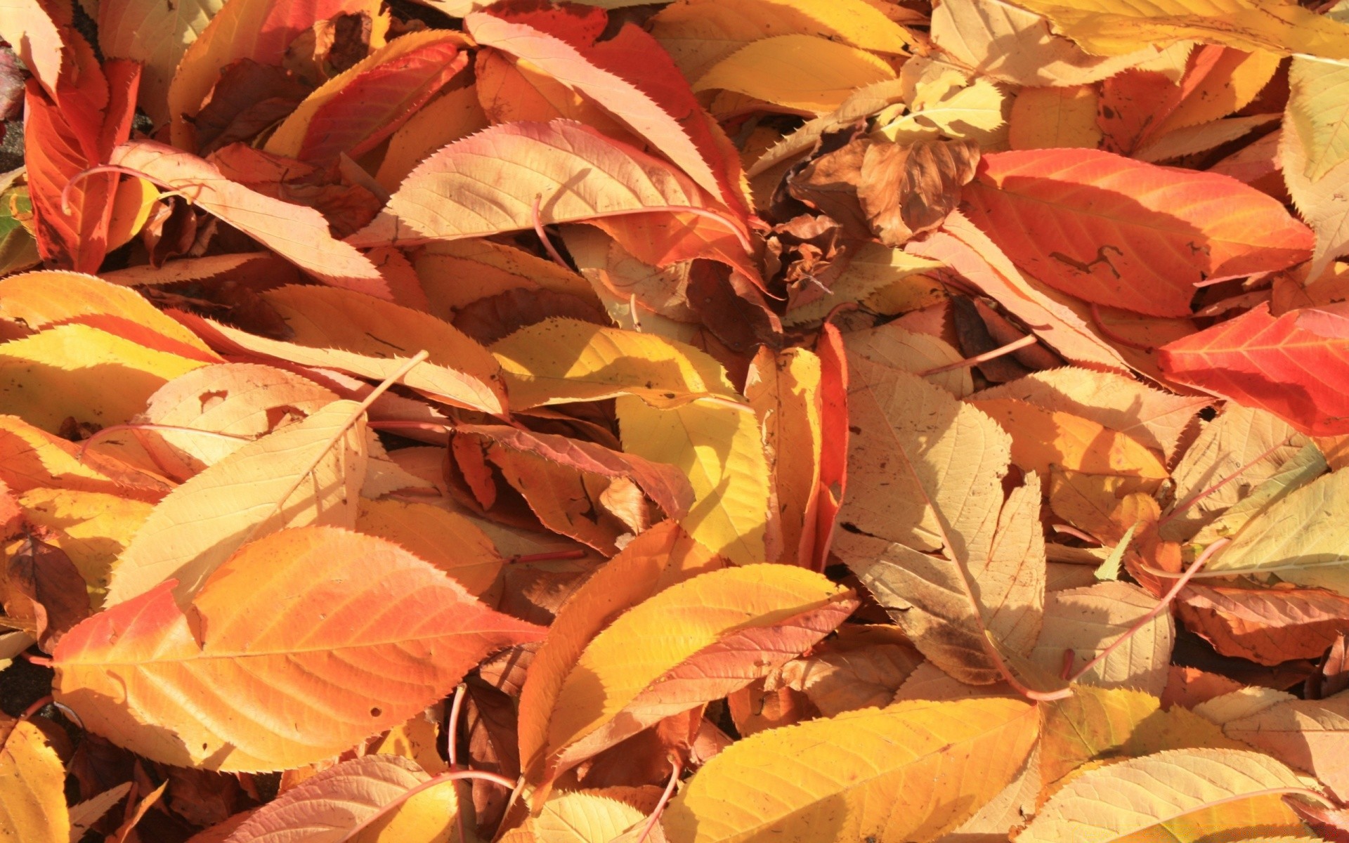 herbst blatt herbst natur farbe flora im freien saison desktop viele textur