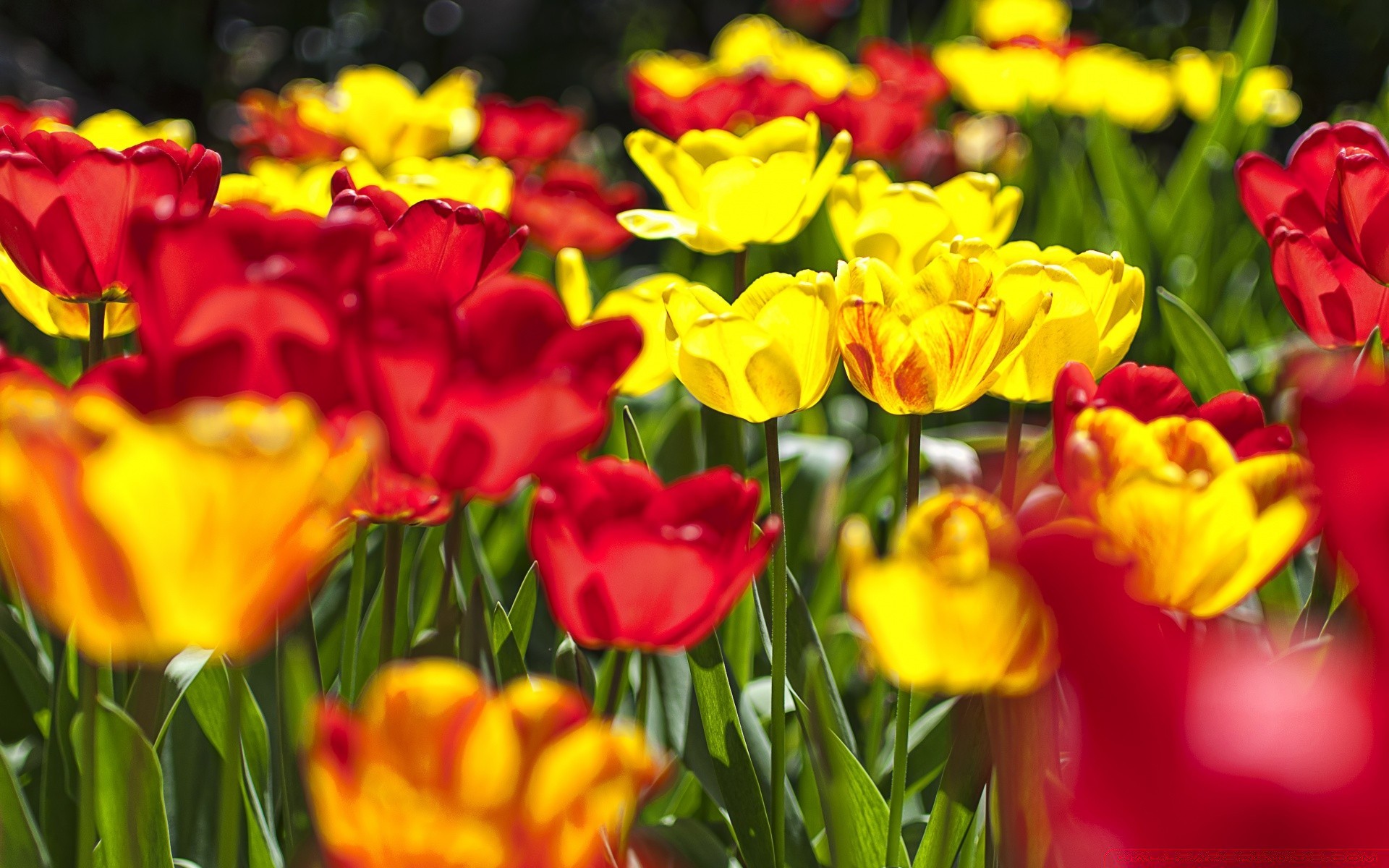 spring tulip nature garden flower leaf flora bright floral summer easter color field season petal growth fair weather park blooming vibrant