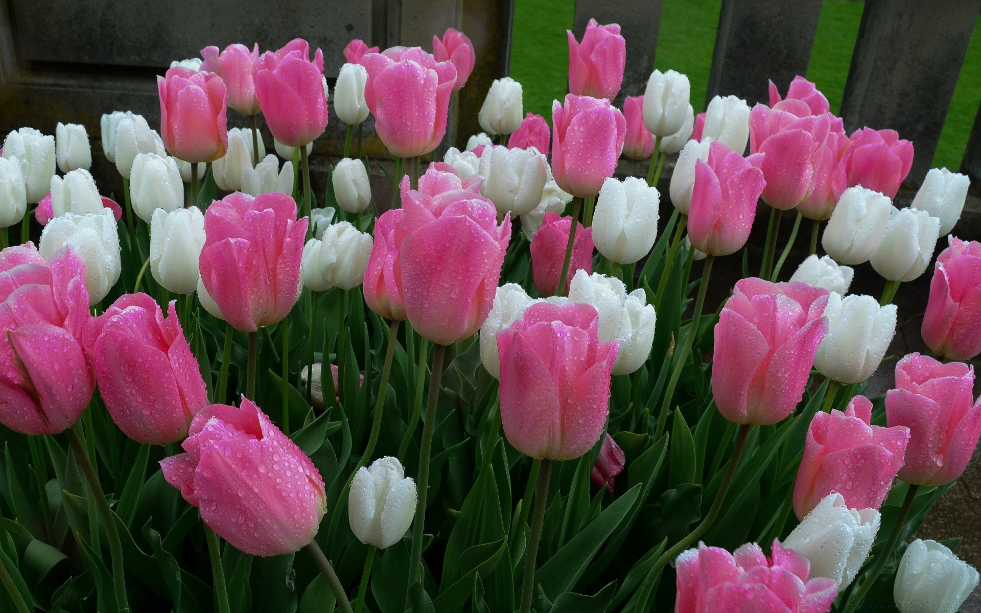 primavera tulipa flor jardim natureza buquê folha floral flora pétala verão blooming cor páscoa parque campo cluster brilhante