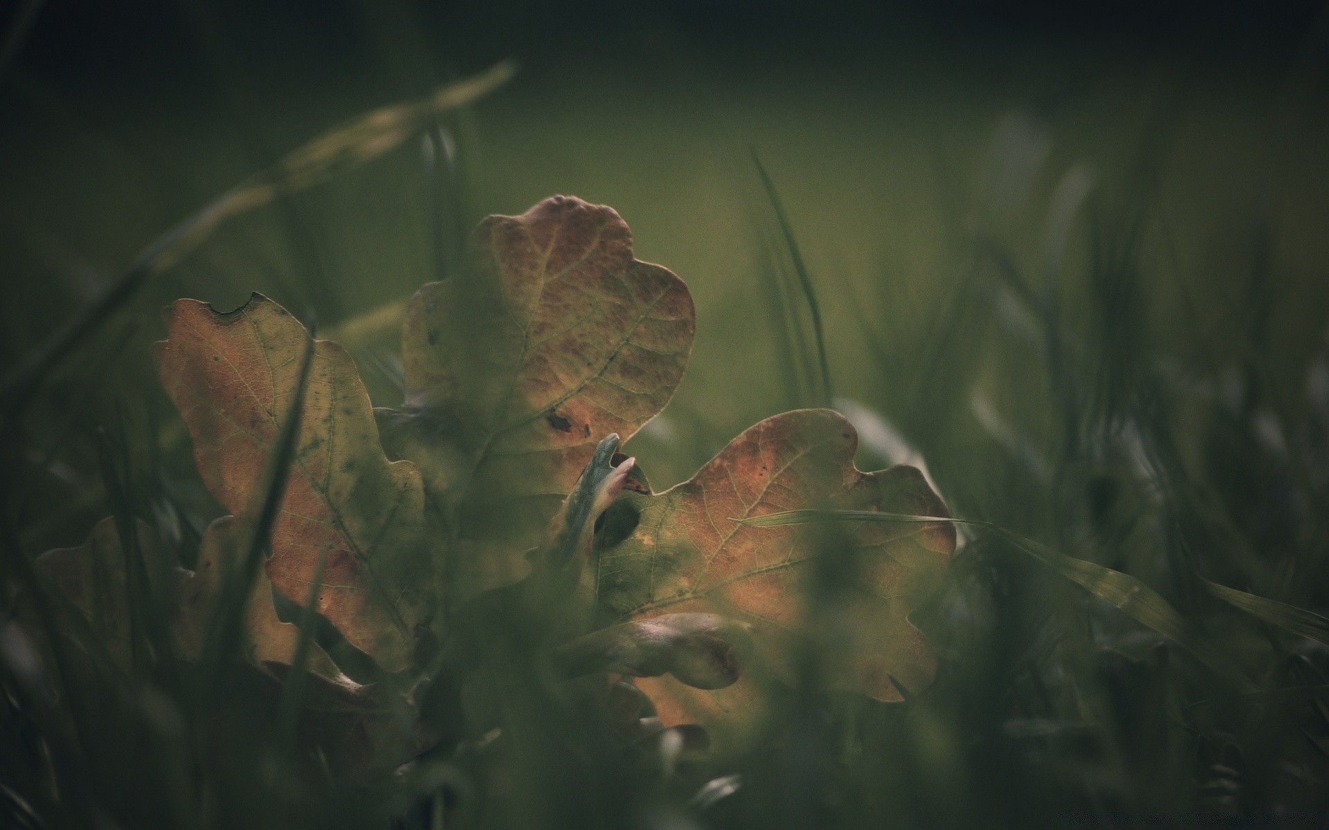 jesień liść światło natura woda rozmycie jesień świt kolor flora drzewo oświetlenie zewnętrzne jedzenie drewno środowisko słońce pulpit krajobraz ogród