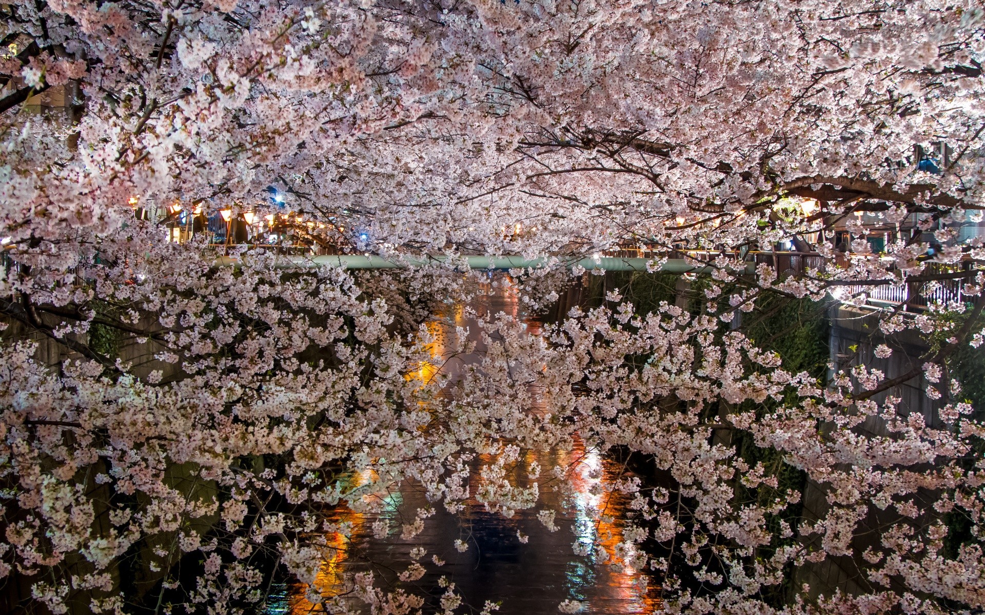 春天 自然 桌面 石头 墙壁 老 岩石 花 纹理 景观 颜色