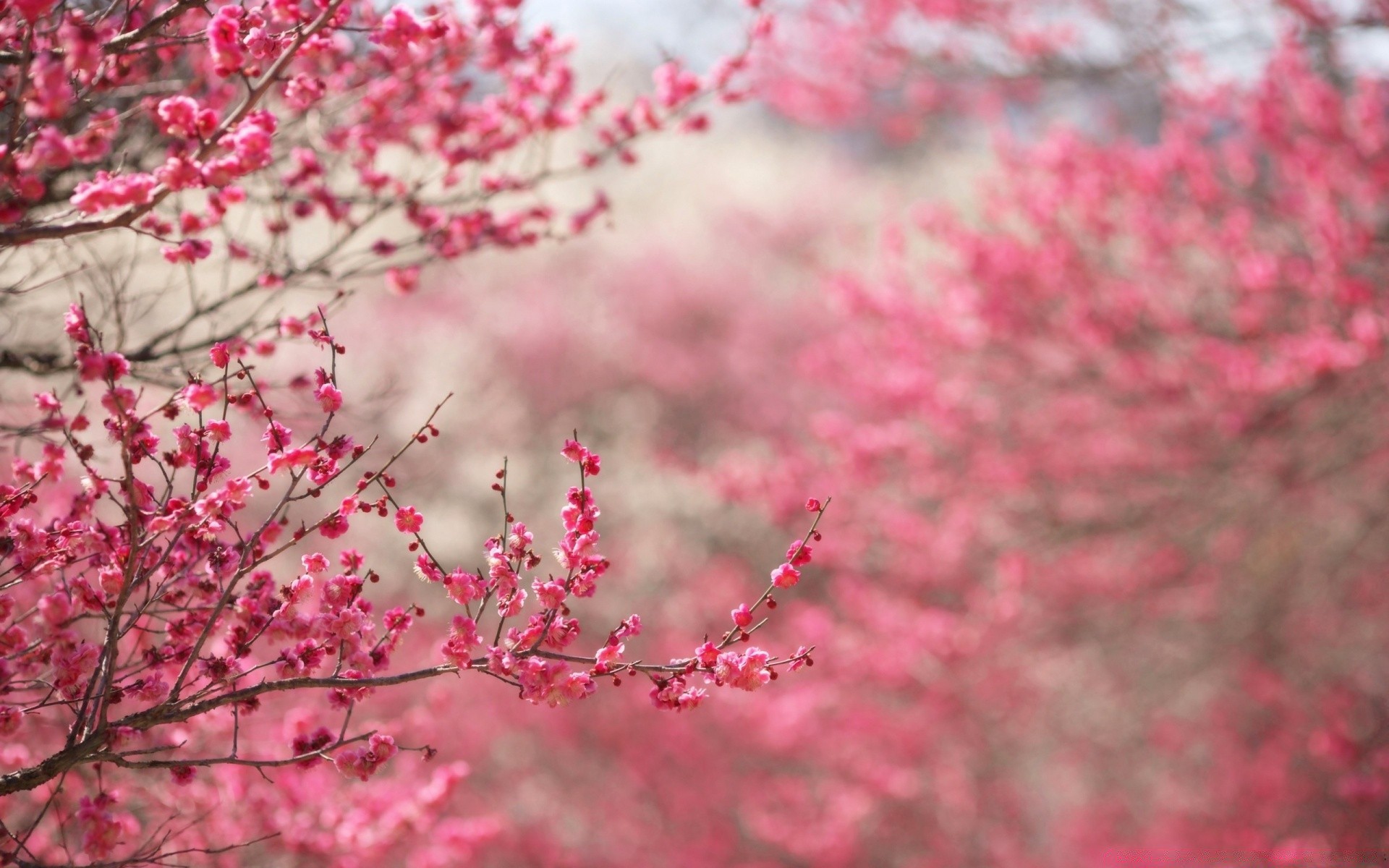 frühling kirsche baum zweig blume natur flora saison farbe garten hell blatt im freien wachstum park blühen schließen winter