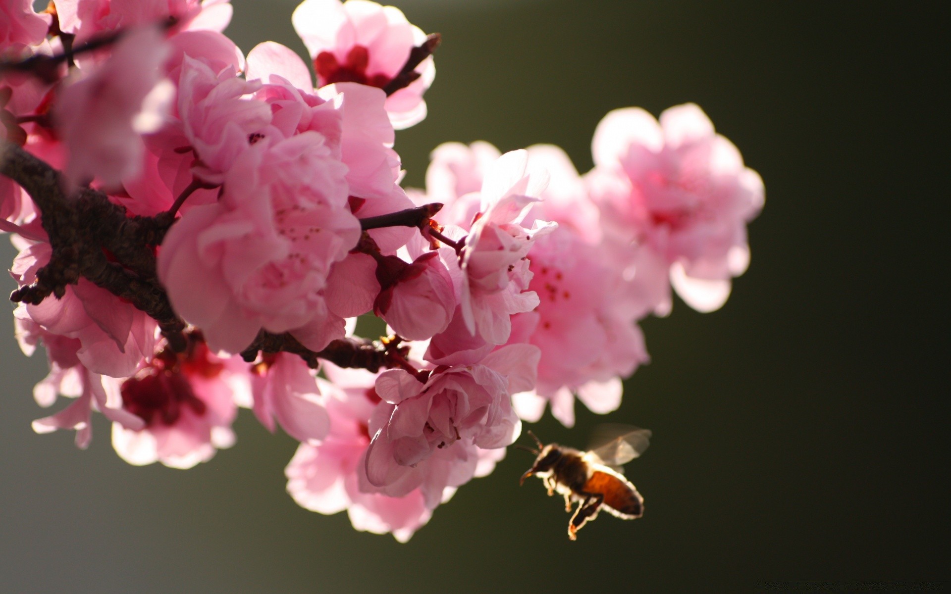 frühling blume natur kirsche blatt zweig apfel flora garten sanft baum hell wachstum blühen im freien kumpel sommer blütenblatt