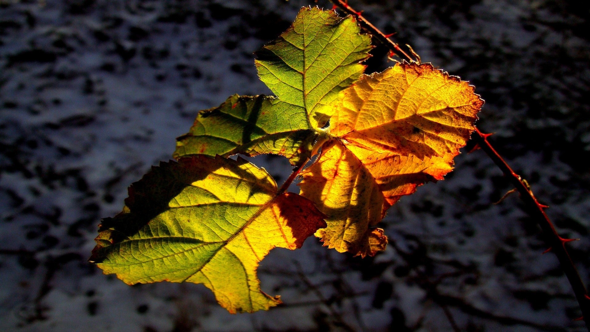 herbst blatt herbst natur flora ahorn licht holz farbe saison hell desktop im freien holz schließen gutes wetter sonne park textur schön