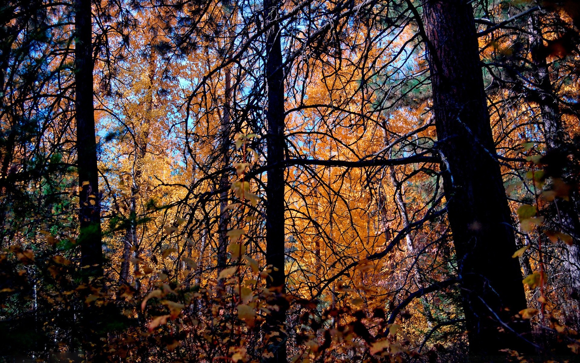 autumn fall tree wood leaf nature landscape season fair weather park outdoors dawn branch environment scenic gold fog sun