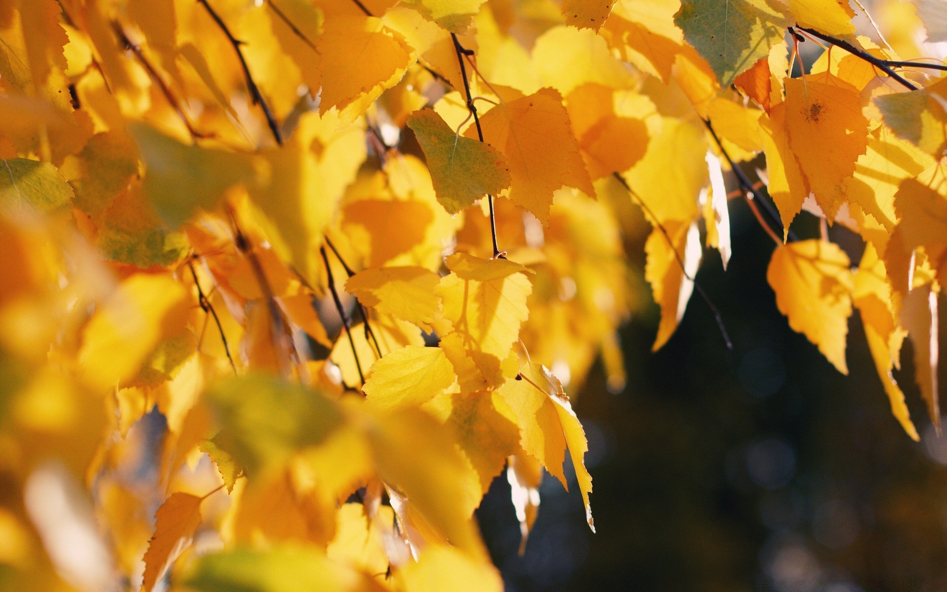 autumn fall leaf nature tree season outdoors flora color blur bright gold maple branch fair weather wood flower light garden