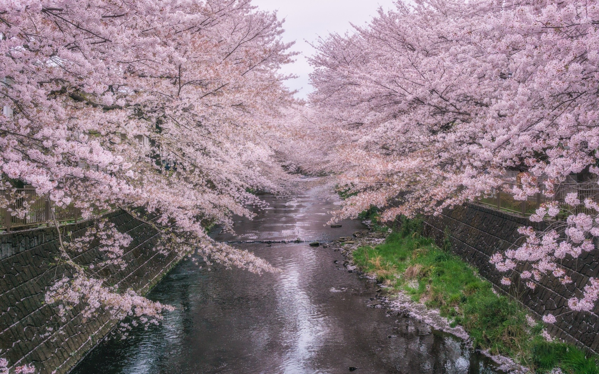 primavera albero stagione paesaggio natura fiore di ciliegio ramo parco flora primavera all aperto foglia scena inverno acqua bellissimo giardino scenico di legno