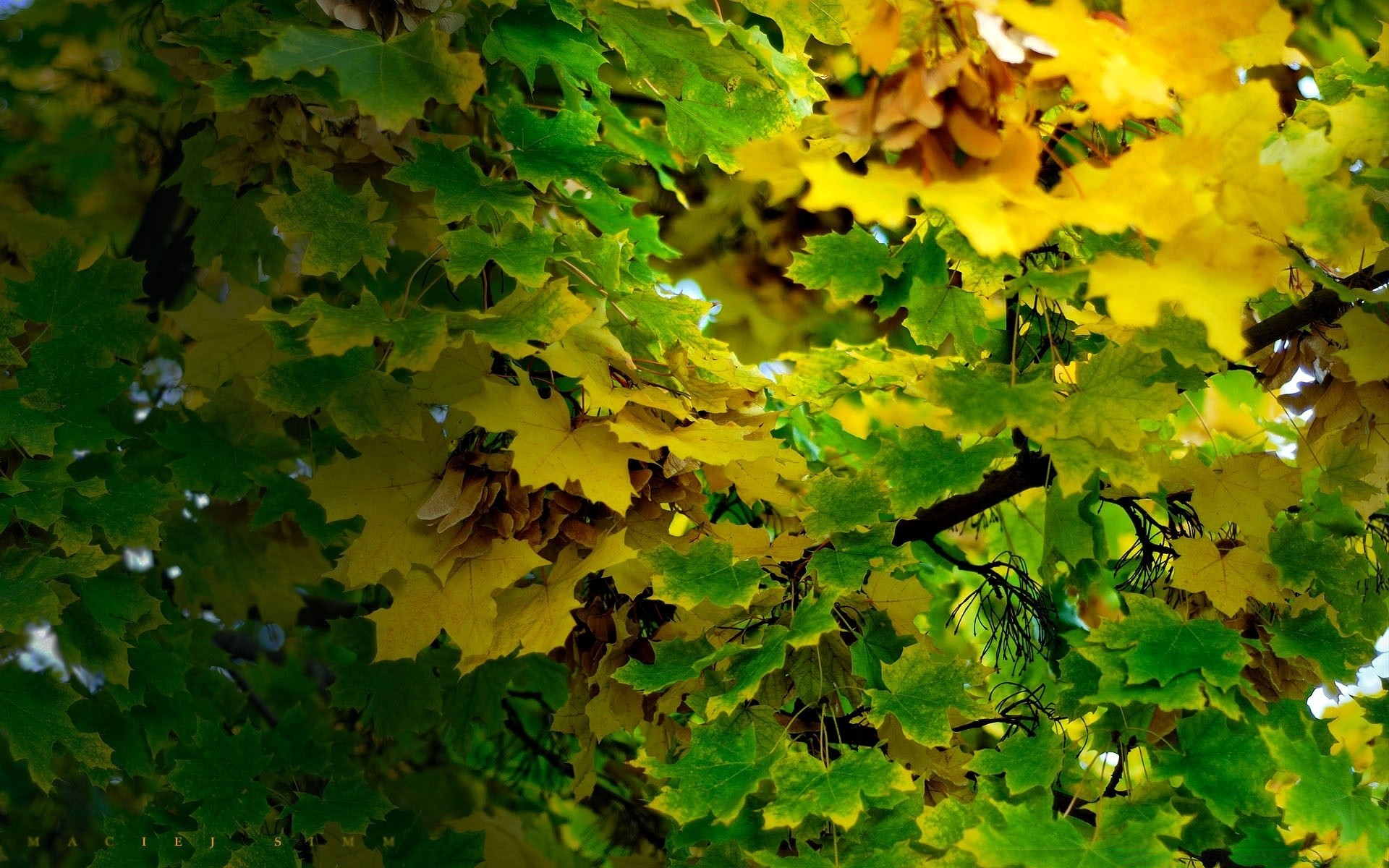 autumn leaf fall nature bright growth outdoors fair weather tree wood flora lush sun maple season desktop color summer branch