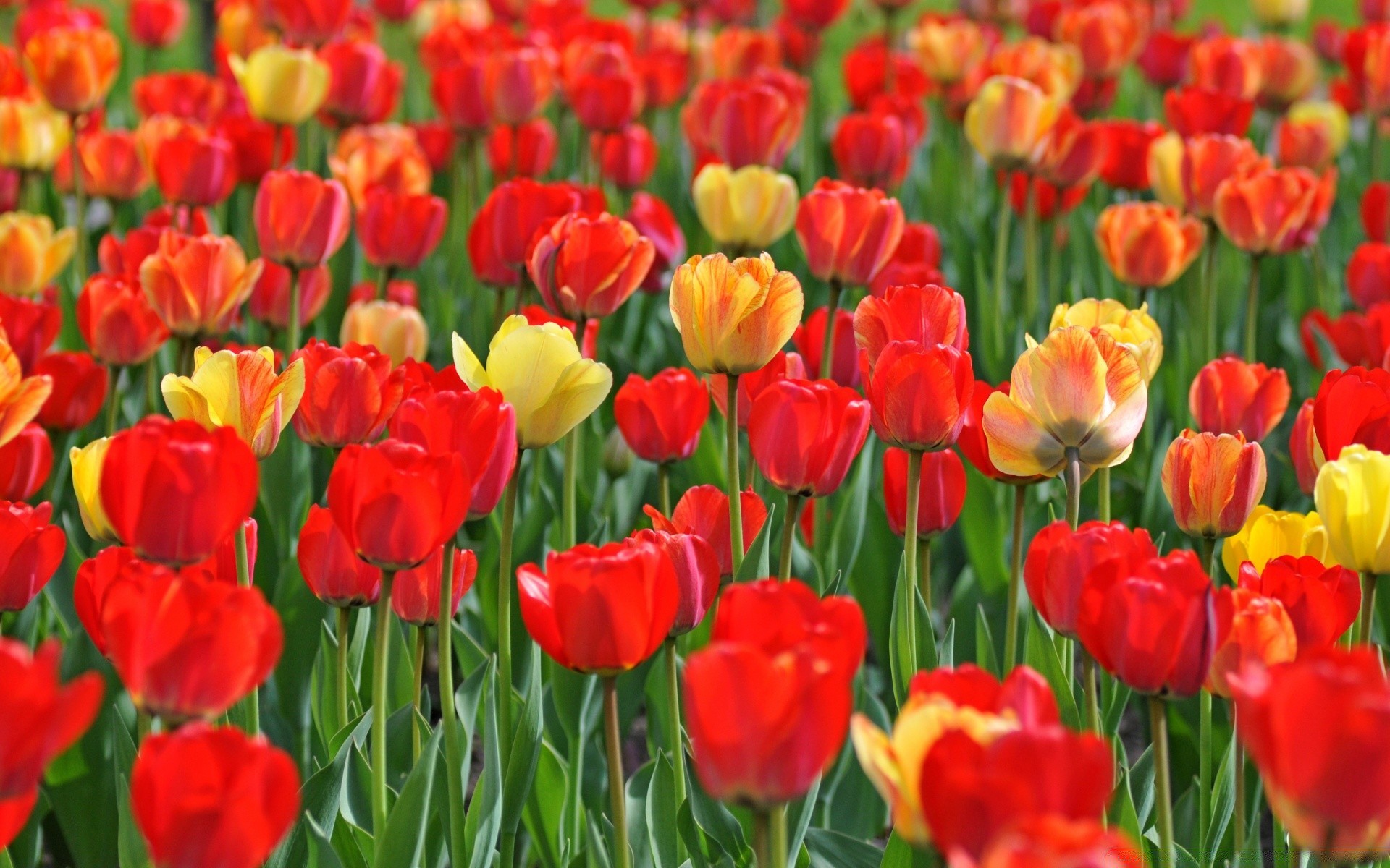 spring tulip nature flora garden flower leaf floral bright field summer petal color vibrant season blooming growth easter fair weather outdoors